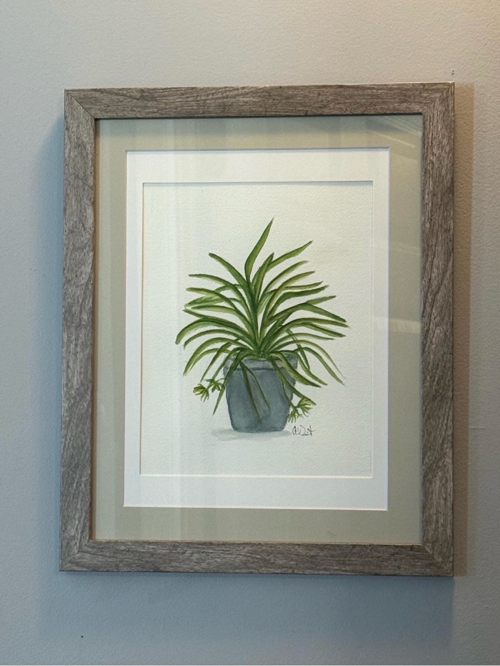 Framed original watercolor spider Plant painting